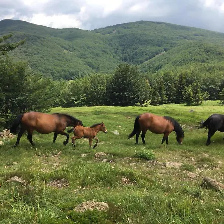 Elicriso * Borzonasca