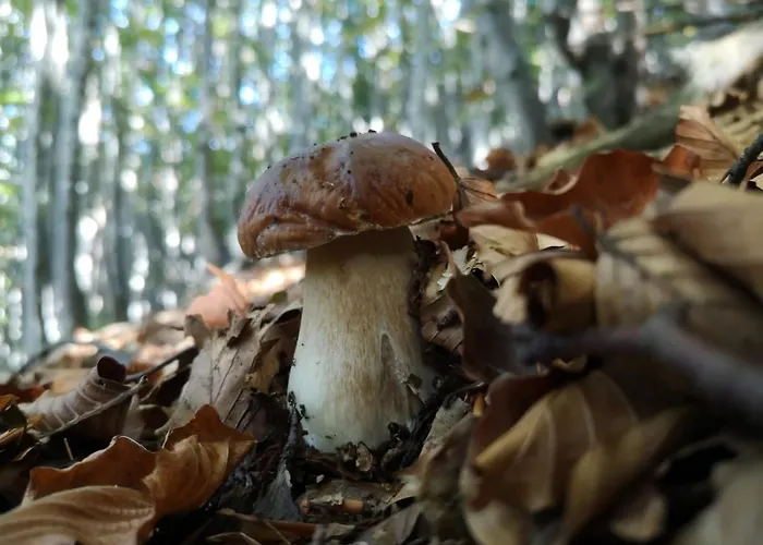 Maison d'hôtes Elicriso