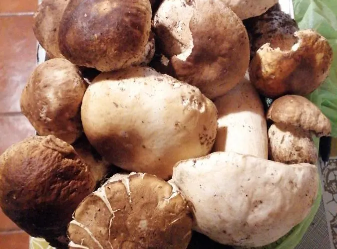 Maison d'hôtes Elicriso Borzonasca